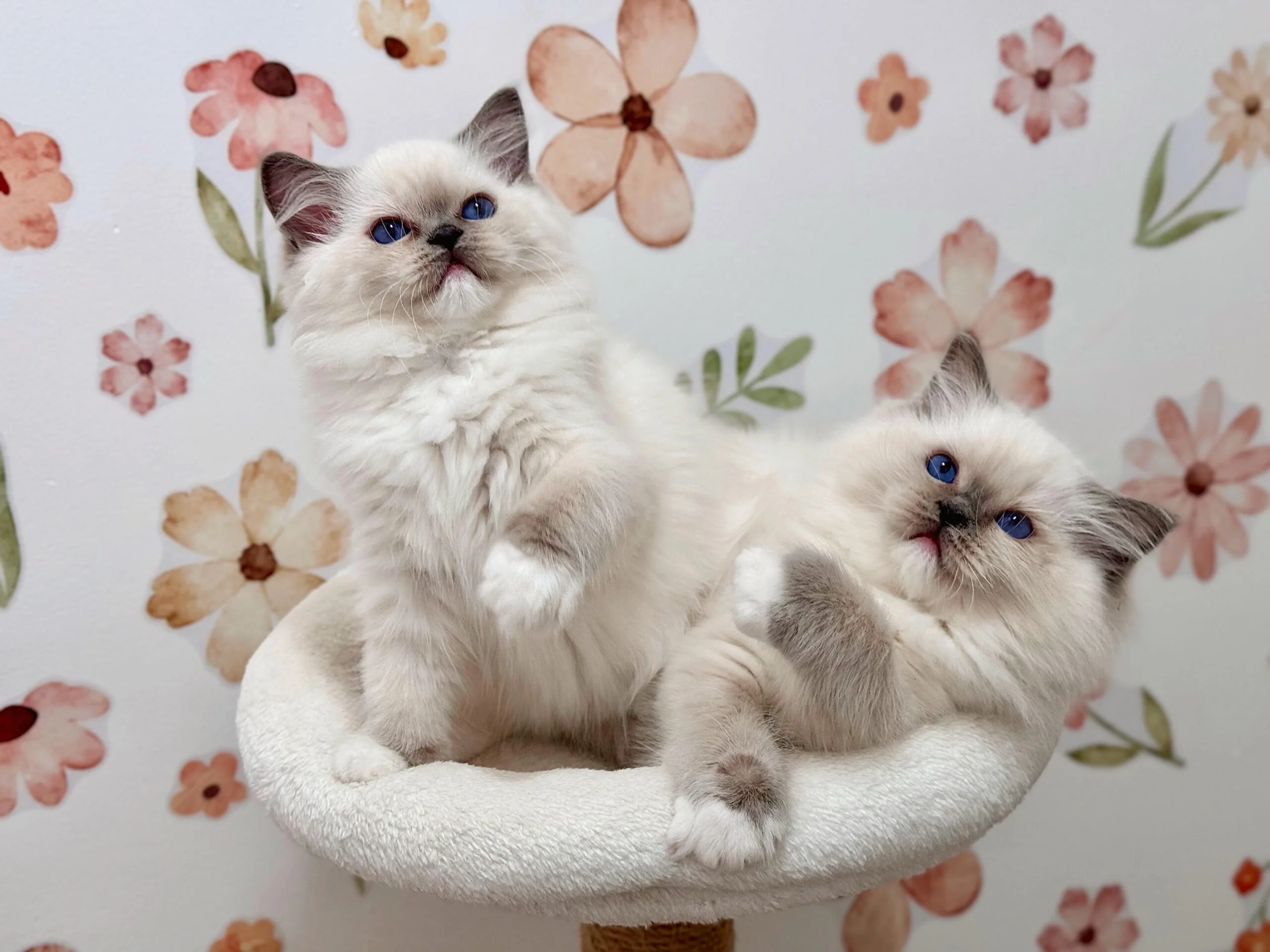 Health and Care for Ragdoll Kittens