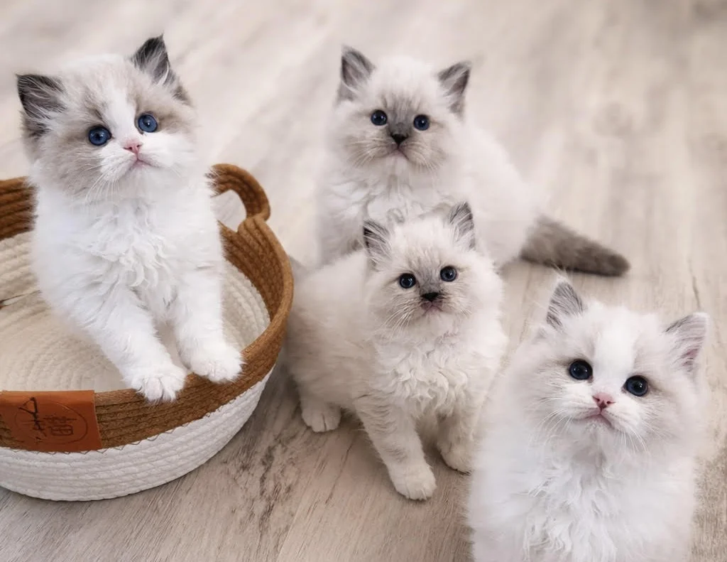 Raising Ragdoll Kittens Hands On