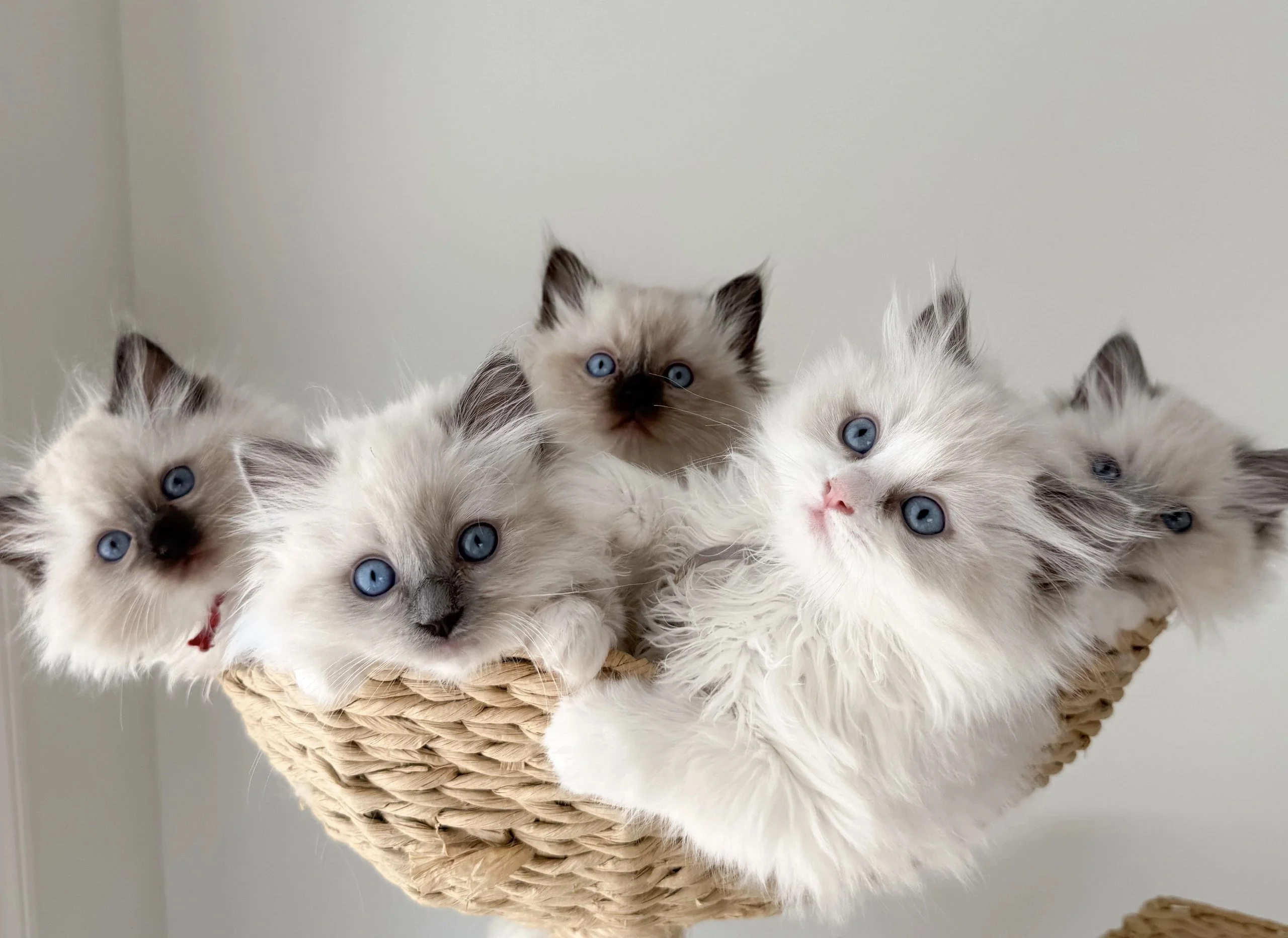 Purebred Ragdoll Kitten