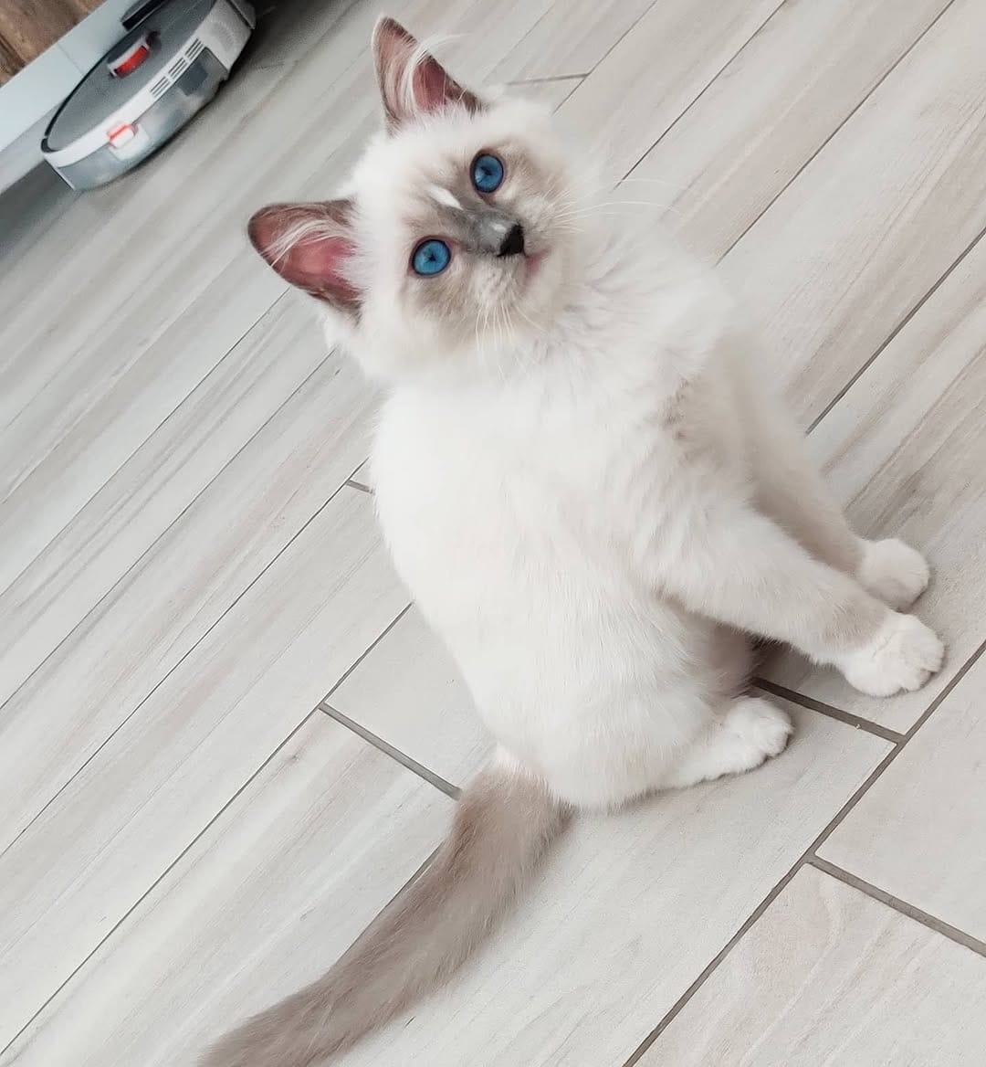 Elsa