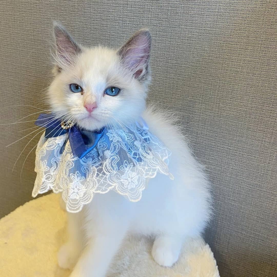 Nala