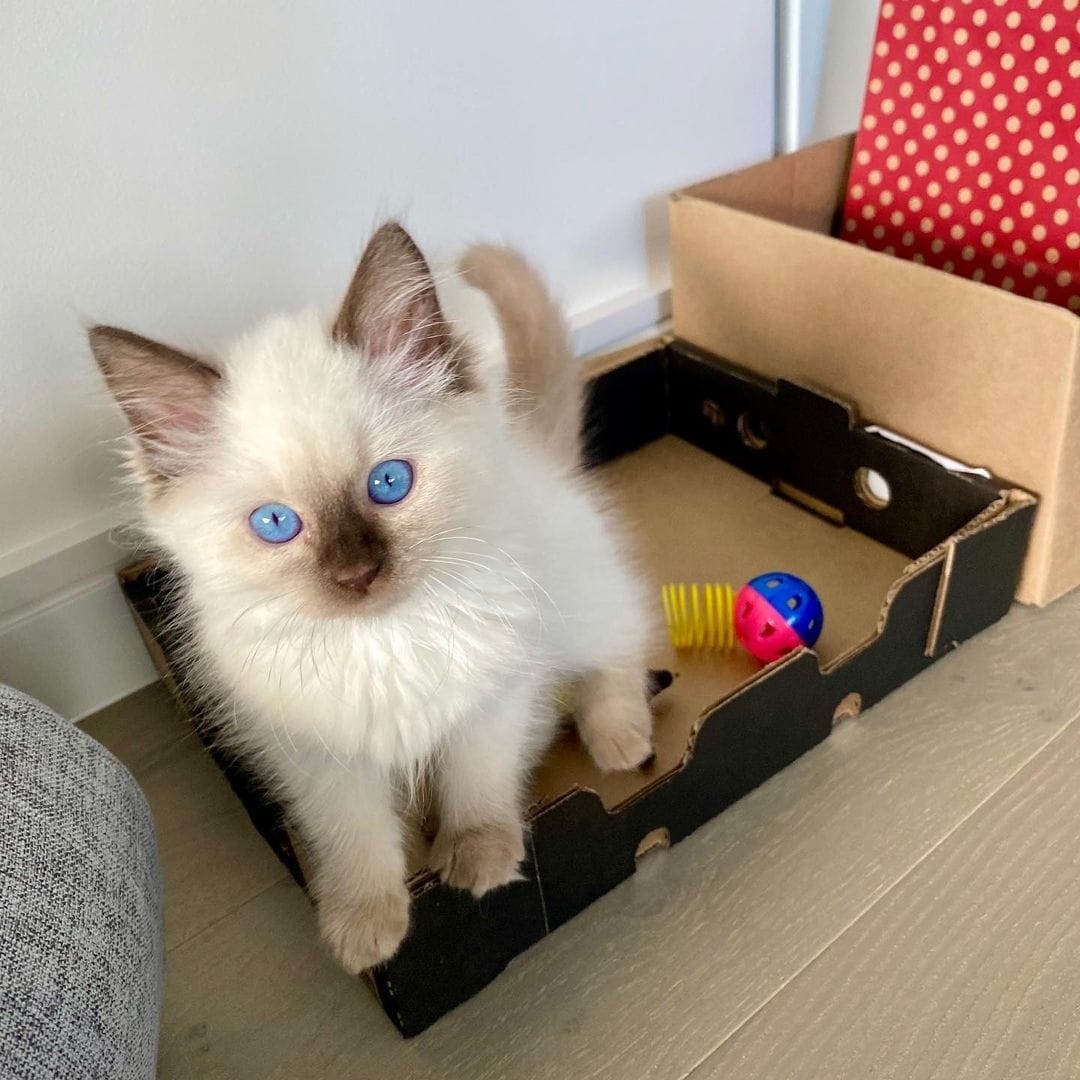 Rory